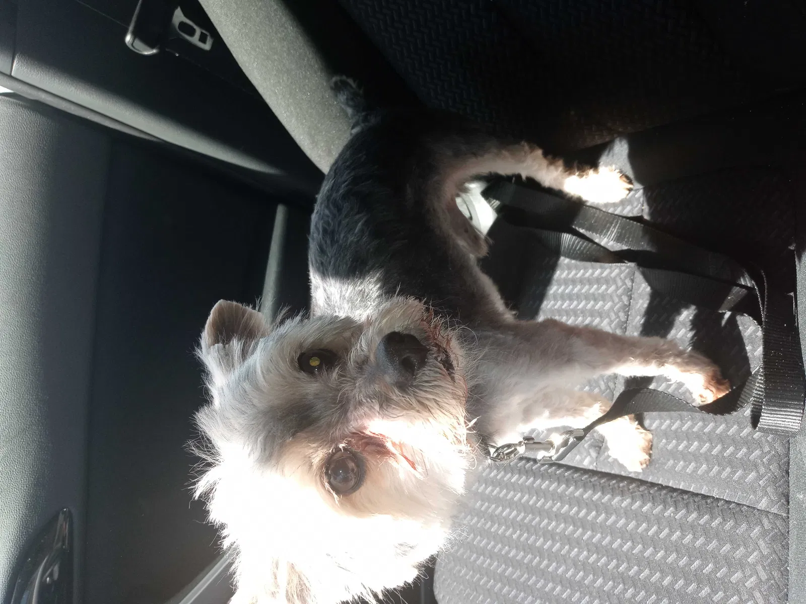Lost dog in Victorville, CA, 92395