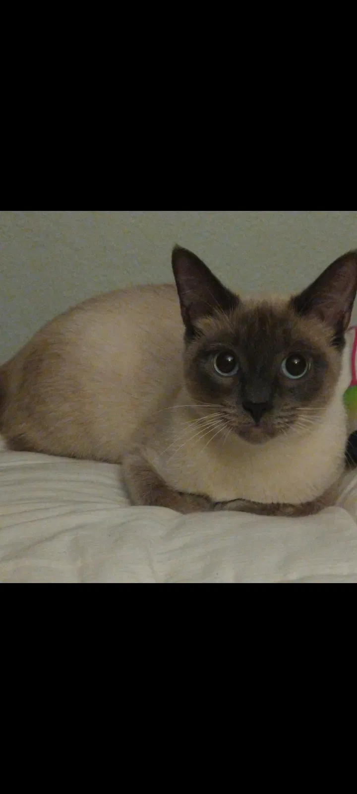 Lost cat in Vancouver, WA, 98682