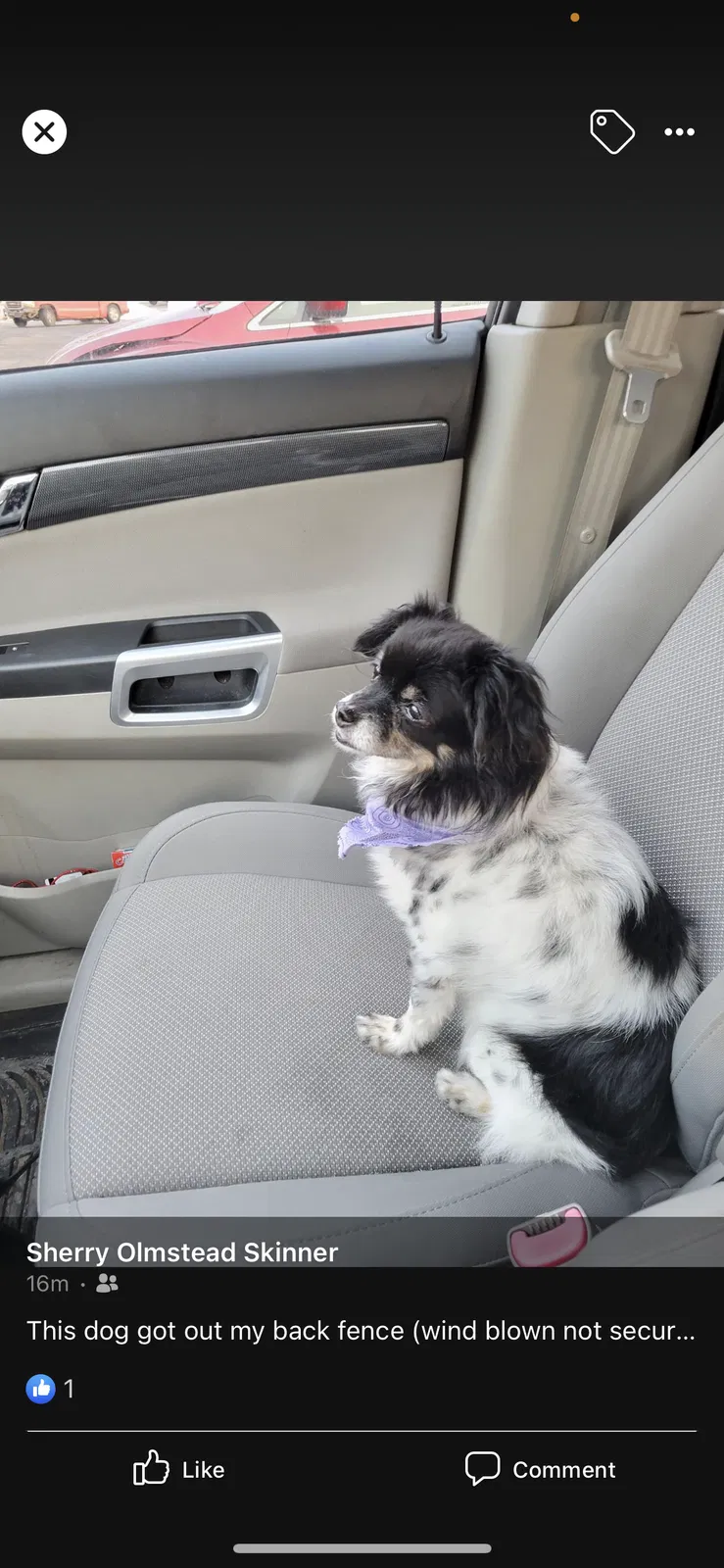 Lost dog in Lansing, MI, 48906
