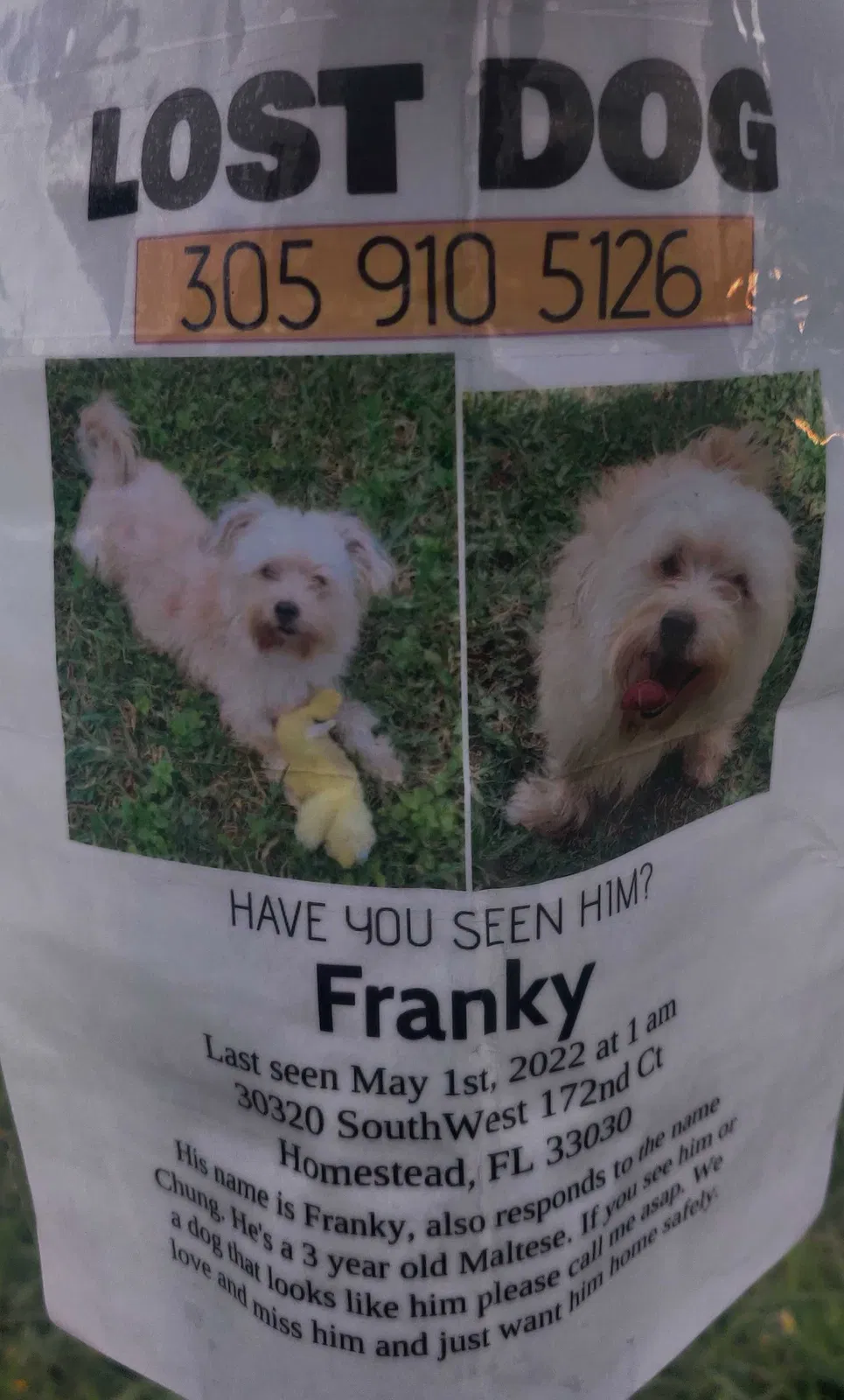 Lost dog in Homestead, FL, 33030