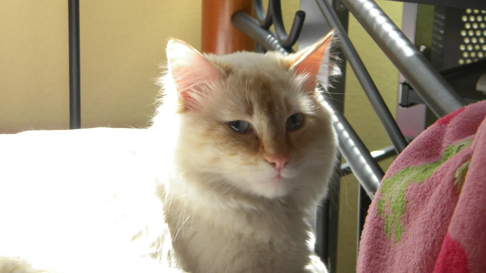 Lost cat in Peoria, AZ, 85345
