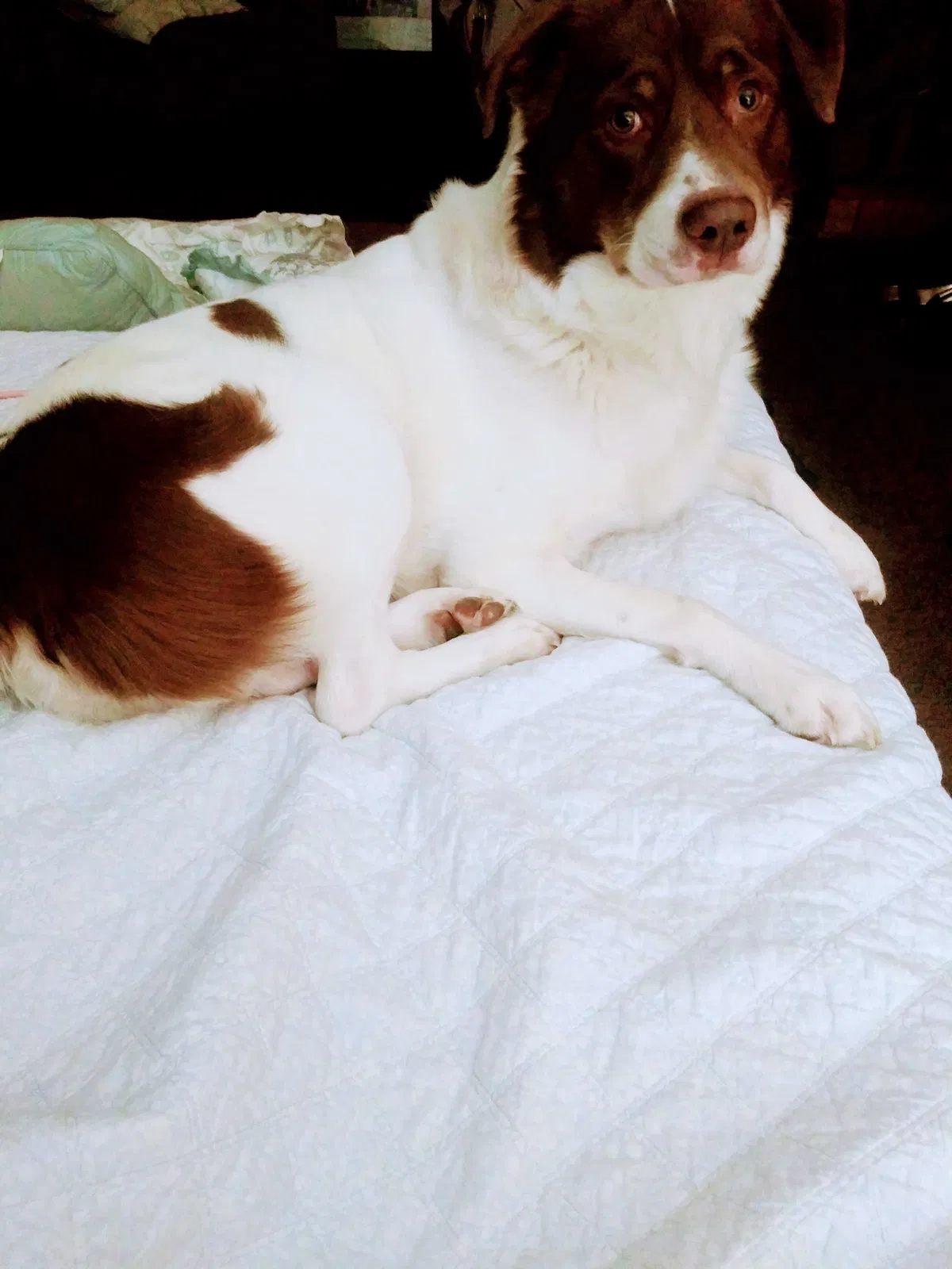 Lost dog in Unknown, CA, 0