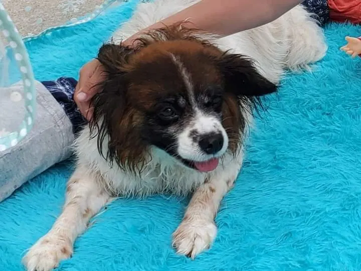 Lost dog in Mount Carroll, IL, 61053
