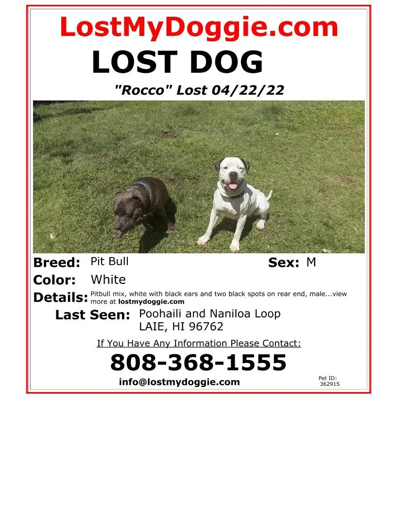 Lost dog in Laie, HI, 96762