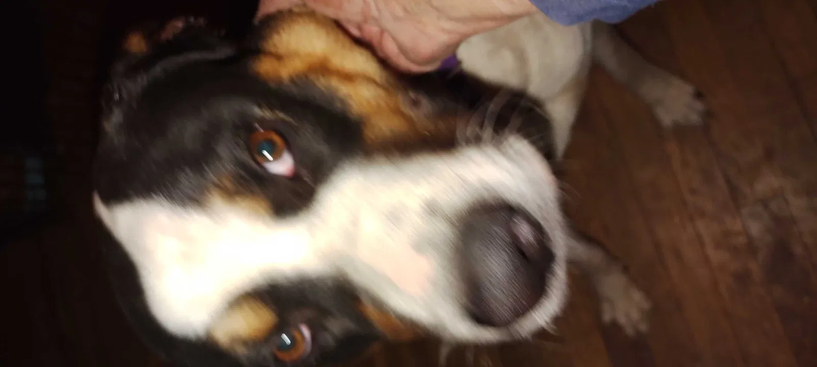 Lost dog in San Antonio, TX, 78210
