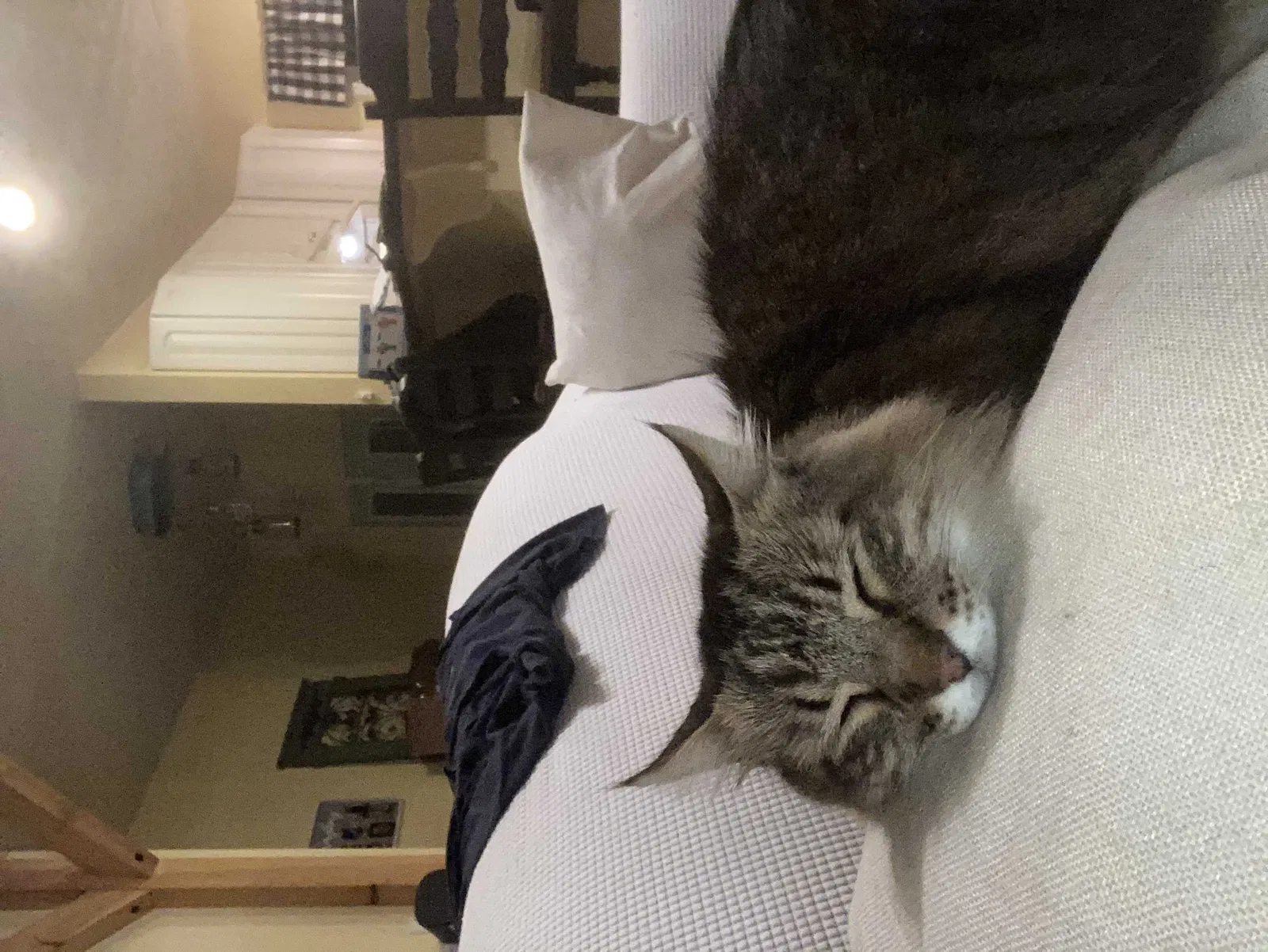Lost cat in Hattiesburg, MS, 39402