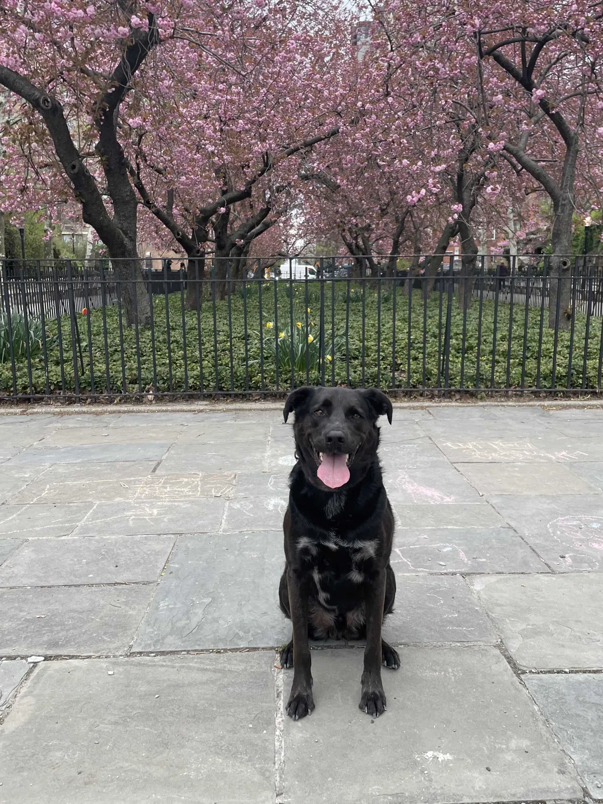 Lost dog in Poughquag, NY, 12570