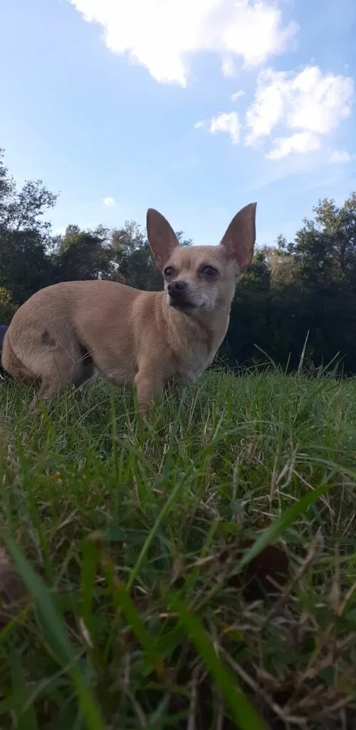 Lost dog in Katy, TX, 77449