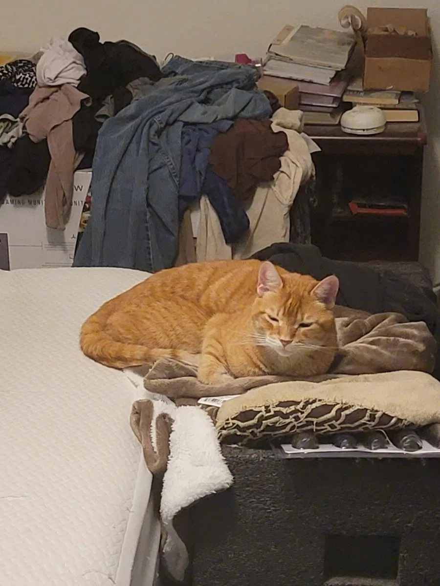 Lost cat in Anna, TX, 75409