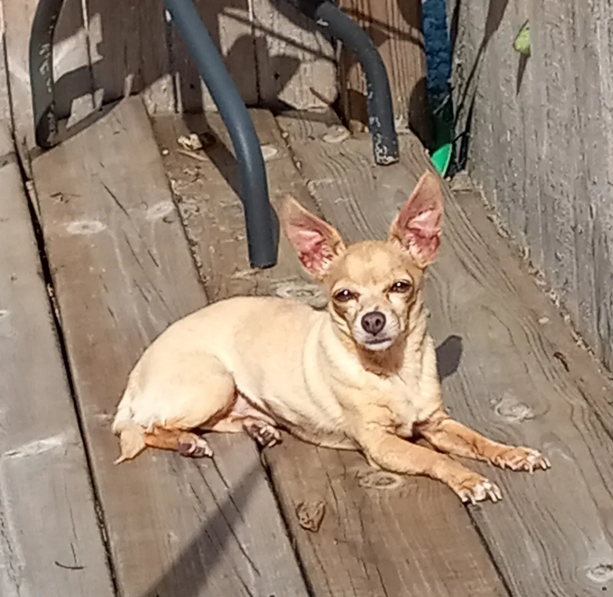 Lost dog in Comstock Park, MI, 49321