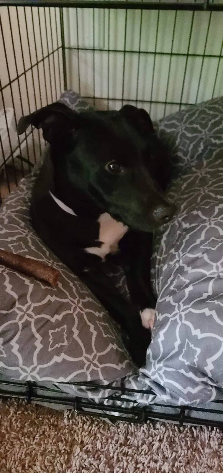 Lost dog in Hephzibah, GA, 30815