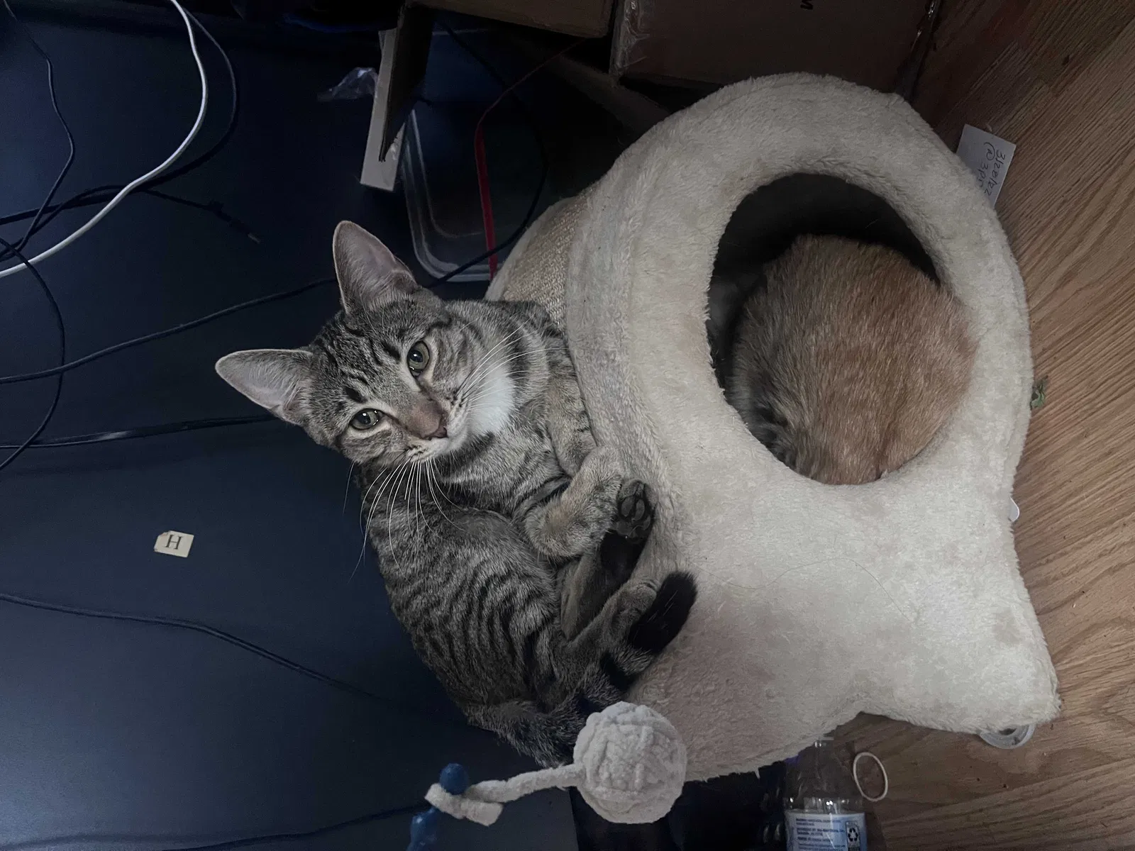 Lost cat in Larwill, IN, 46764