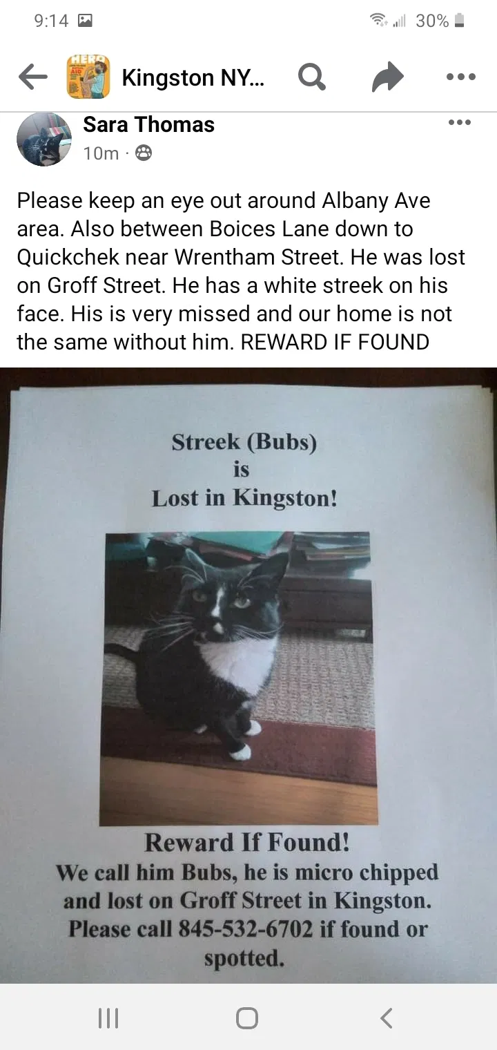Lost cat in Kingston, NY, 12401