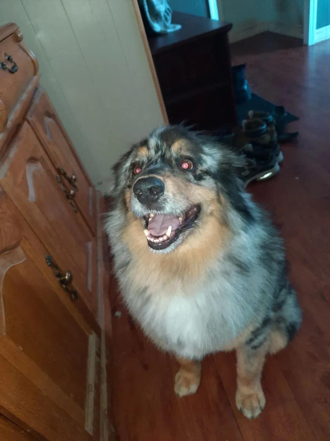 Lost dog in Reno, NV, 89506