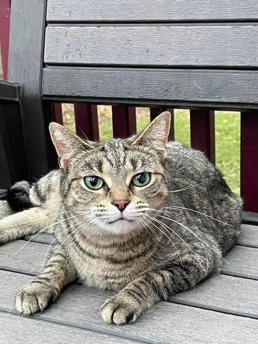 Lost cat in Battle Creek, MI, 49037
