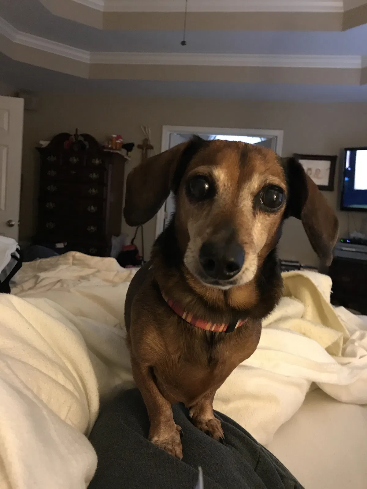Lost dog in Loveland, CO, 80538
