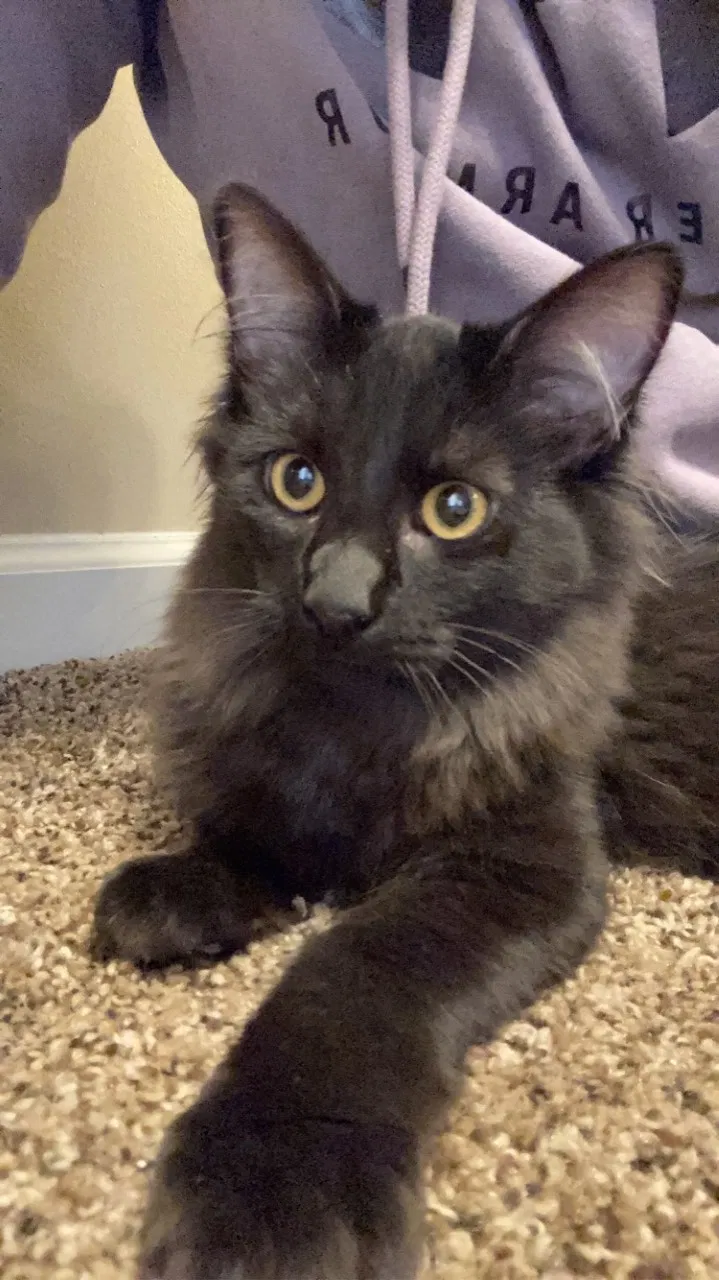 Lost cat in Peoria, IL, 61615