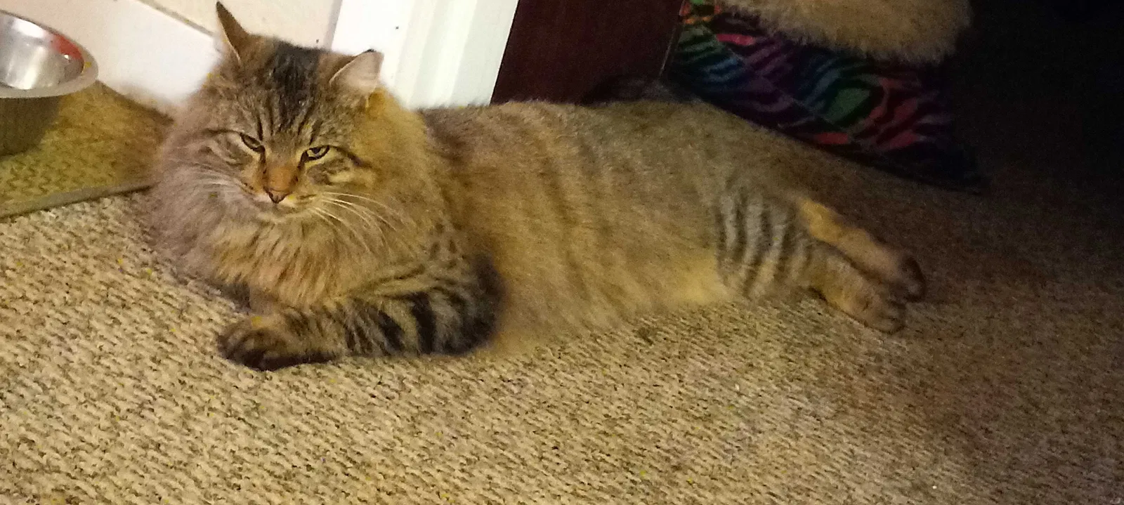 Lost cat in Lake Stevens, WA, 98258