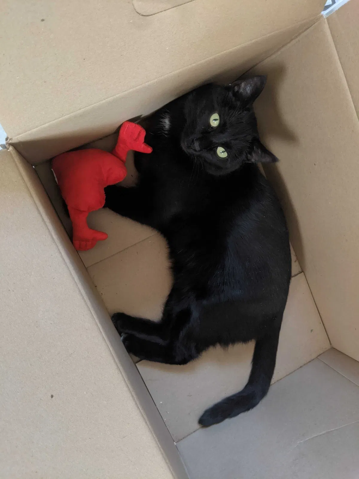 Lost cat in Aurora, CO, 80010