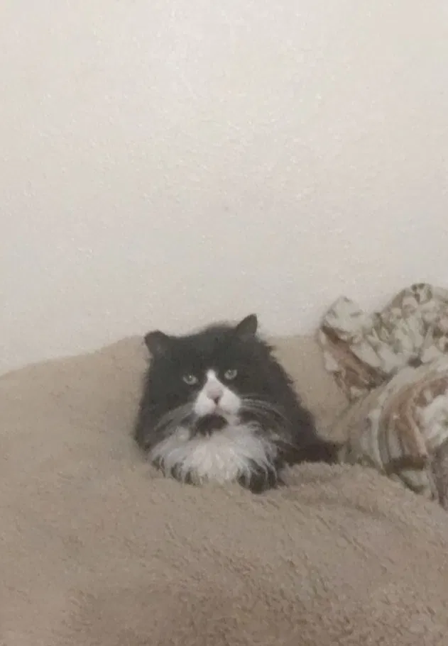Lost cat in Aurora, CO, 80014