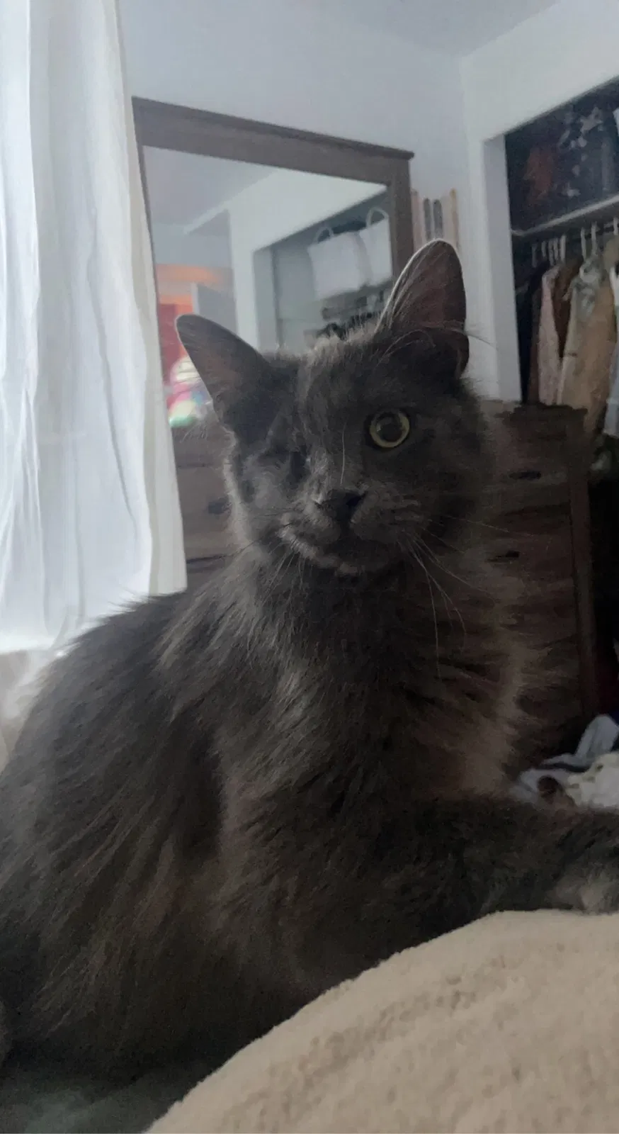 Lost cat in Broomfield, CO, 80021