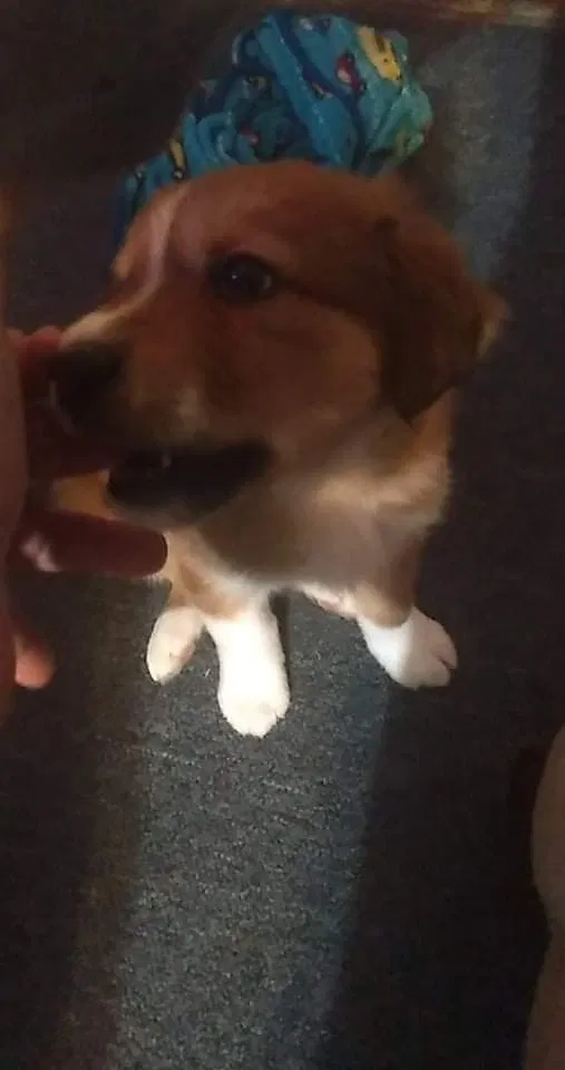Lost dog in Spiro, OK, 74959