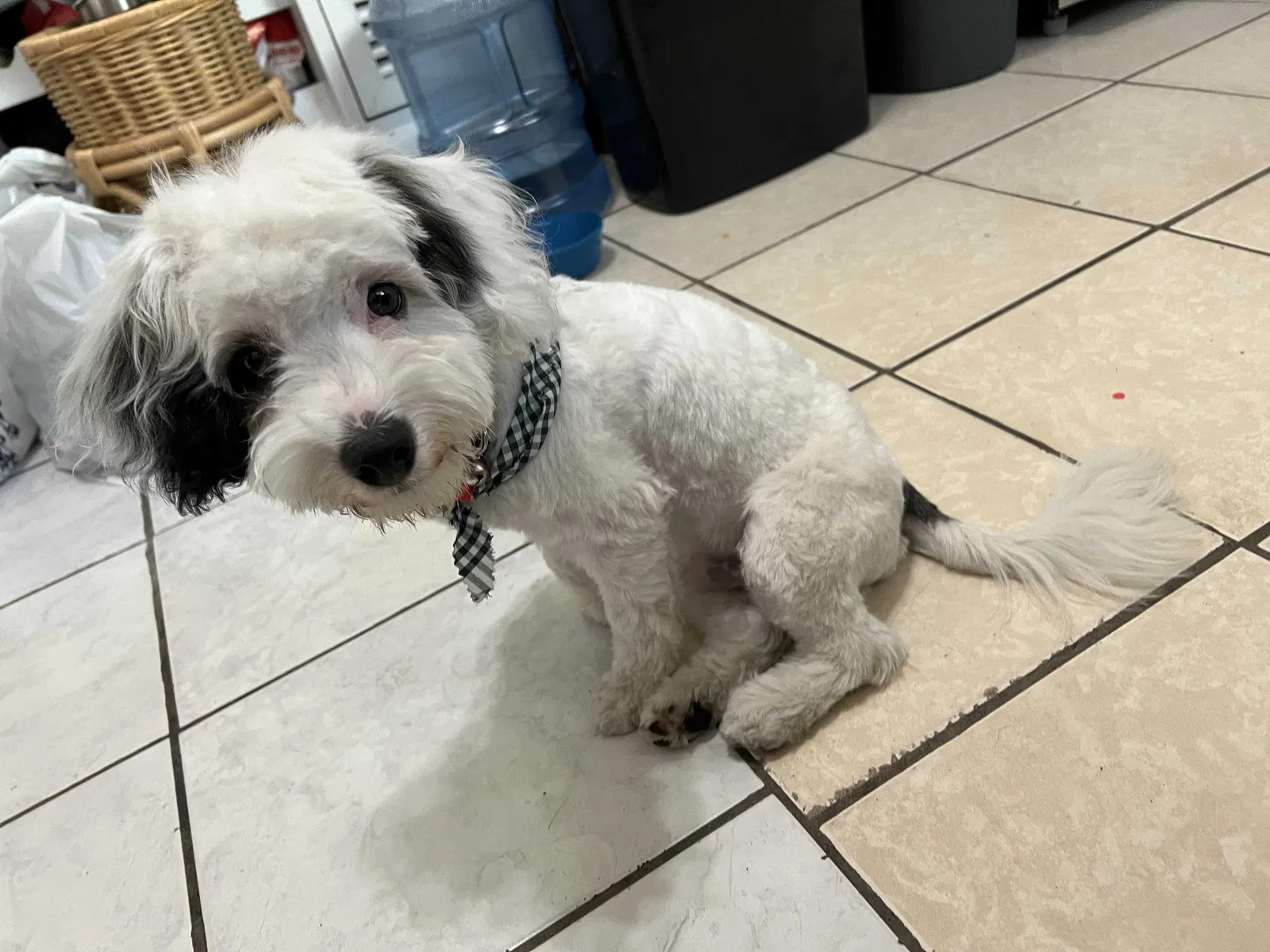Lost dog in Sylmar, CA, 91342