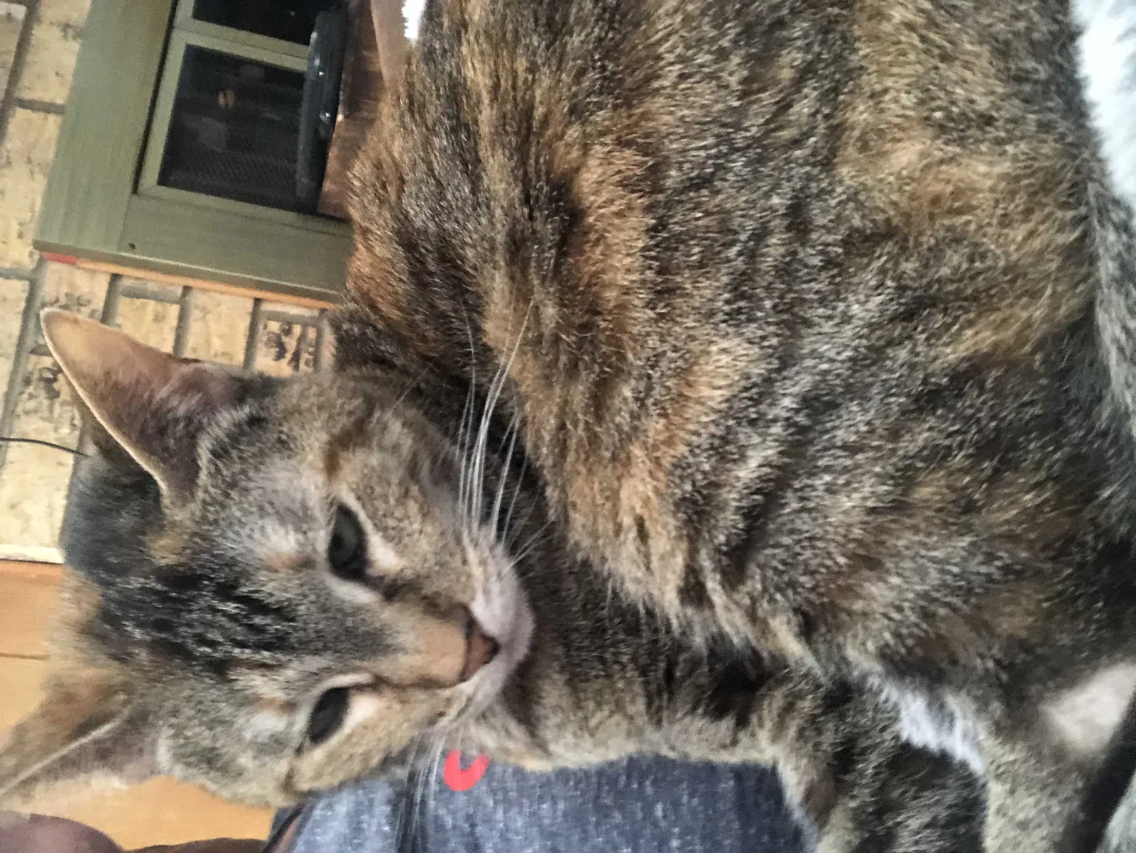 Lost cat in Flower Mound, TX, 75028