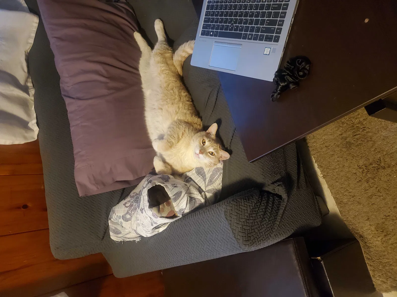 Lost cat in San Diego, CA, 92105