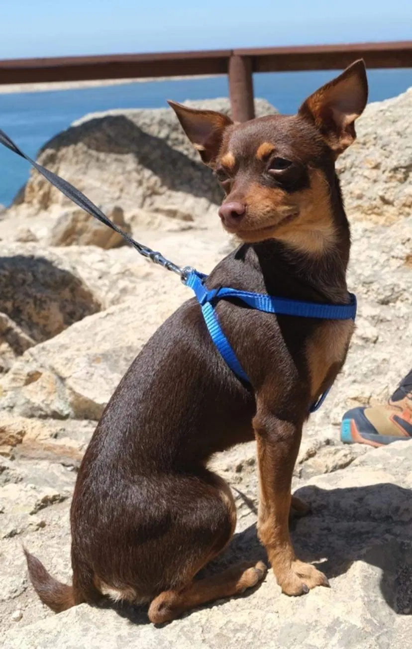 Lost dog in Oxnard, CA, 93030