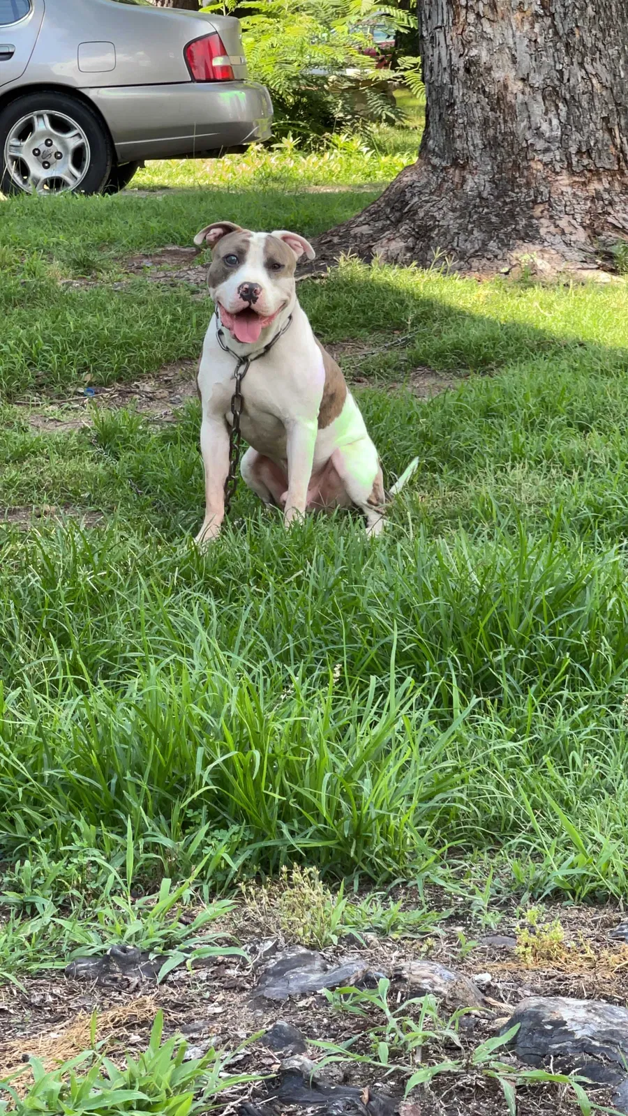 Lost dog in Greensboro, NC, 27405