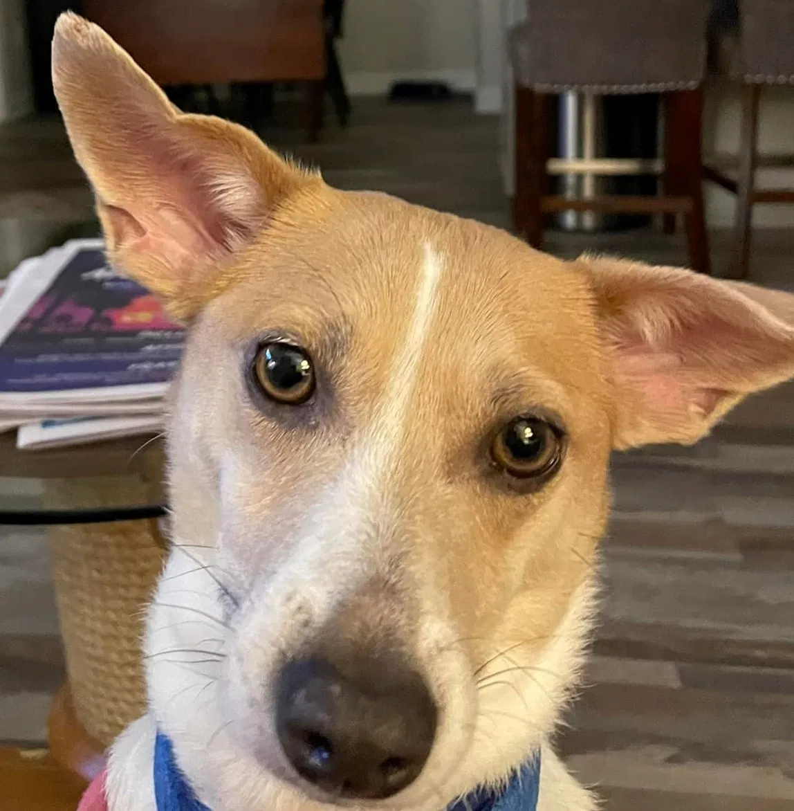 Lost dog in Sykesville, MD, 21784