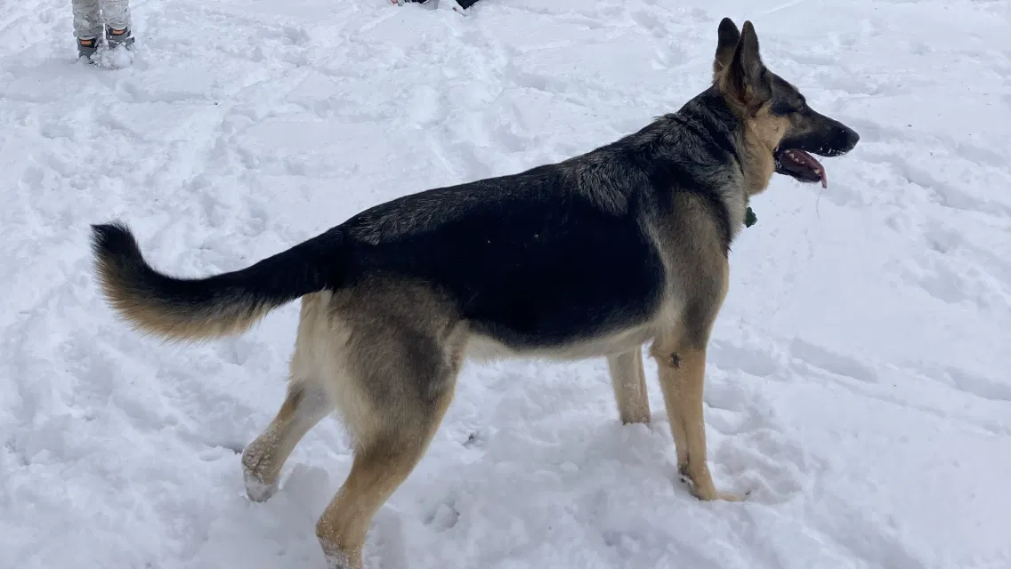 Lost dog in Hanover, PA, 17331