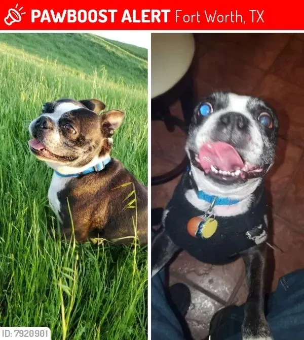 Lost dog in Fort Worth, TX, 76111