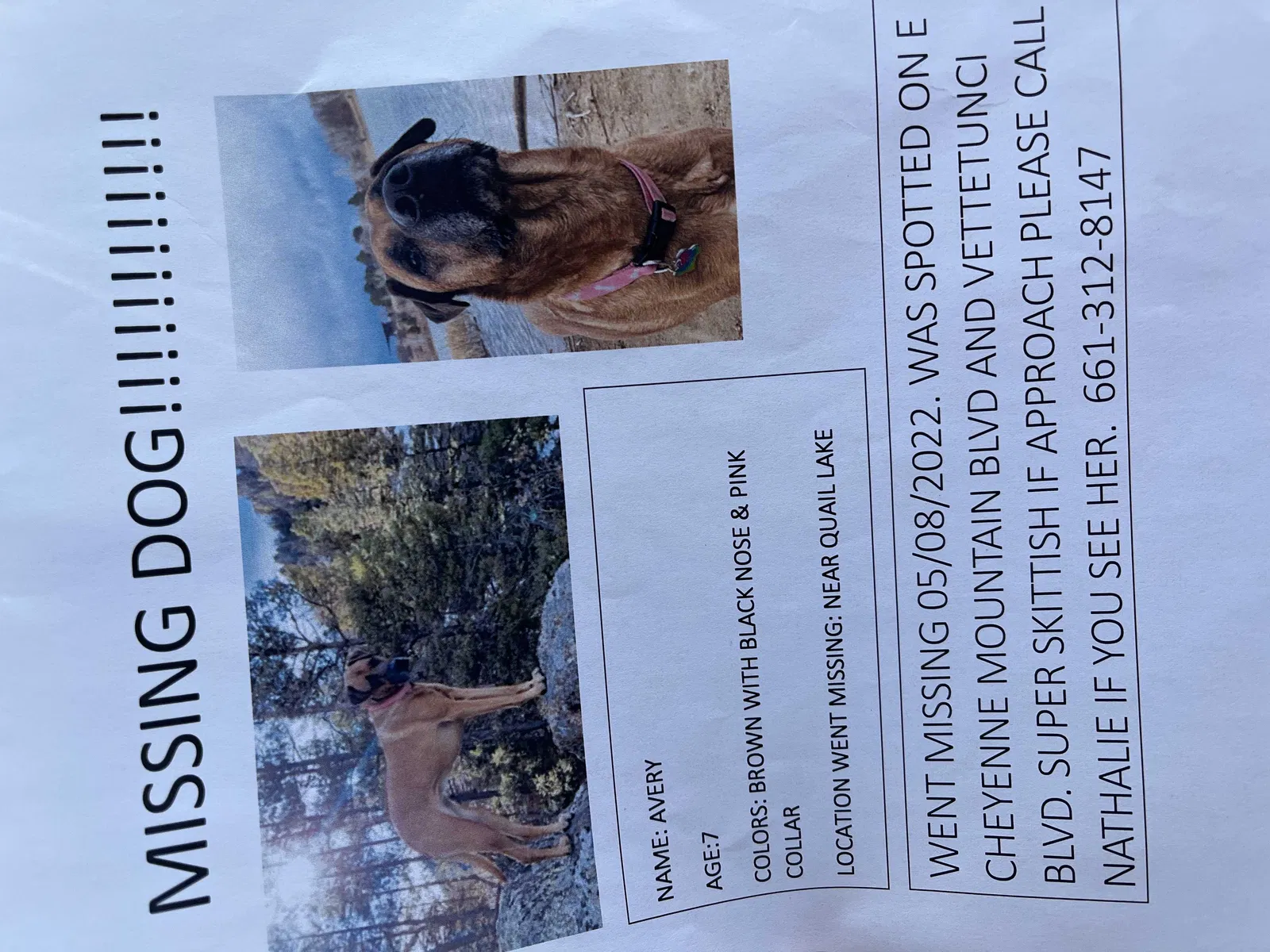 Lost dog in Colorado Springs, CO, 80906