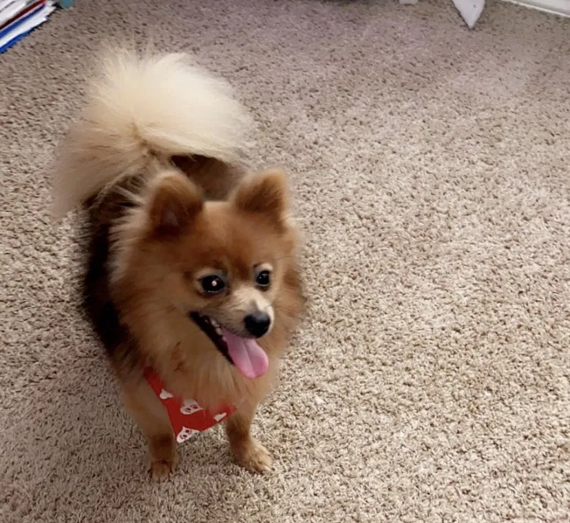 Lost dog in San Antonio, TX, 78222