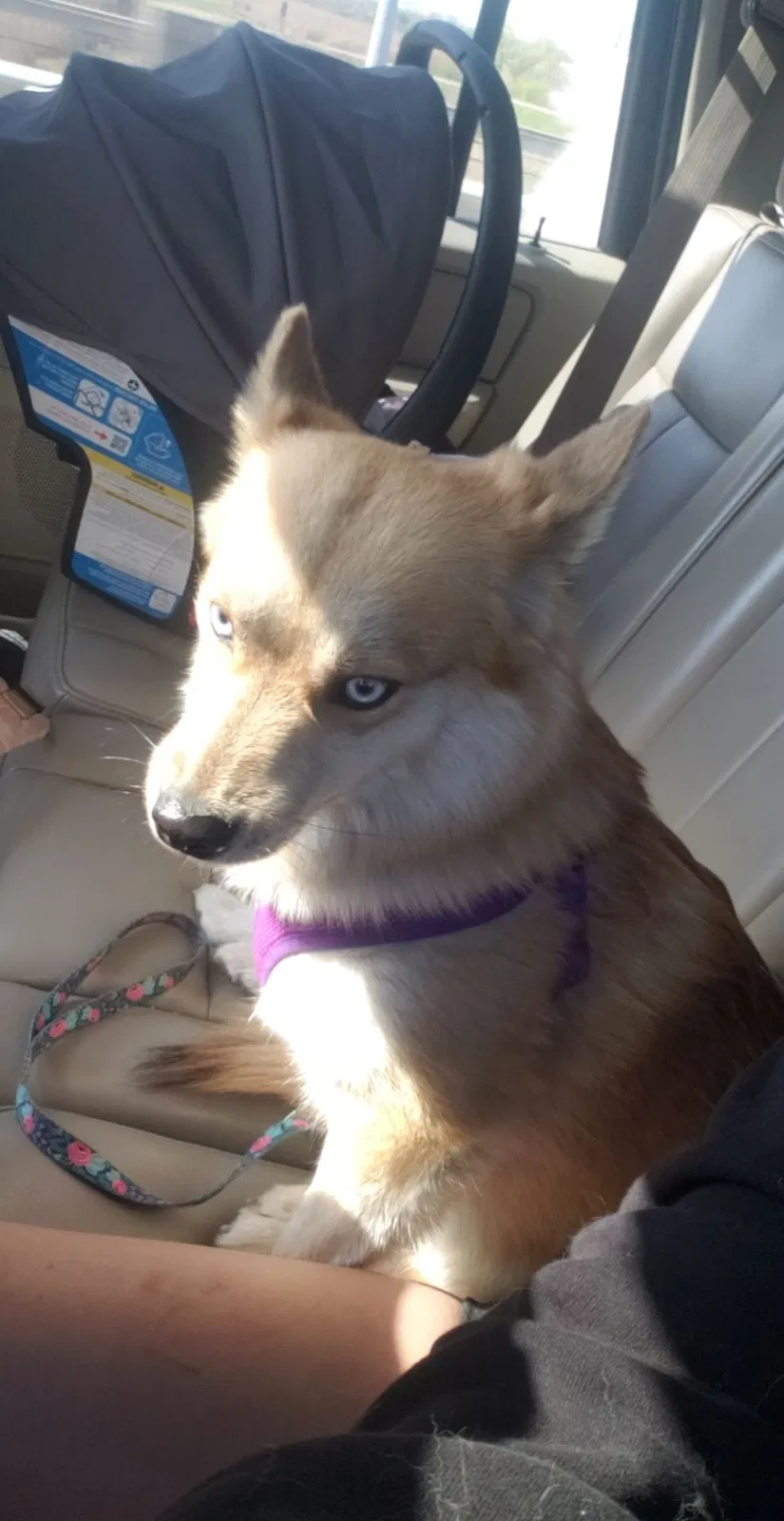Lost dog in Temperance, MI, 48182