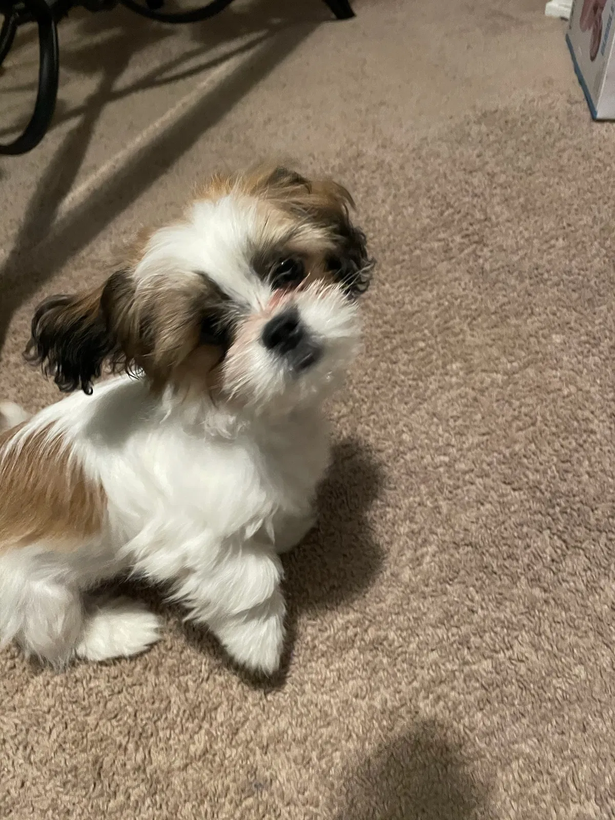 Lost dog in Memphis, TN, 38112