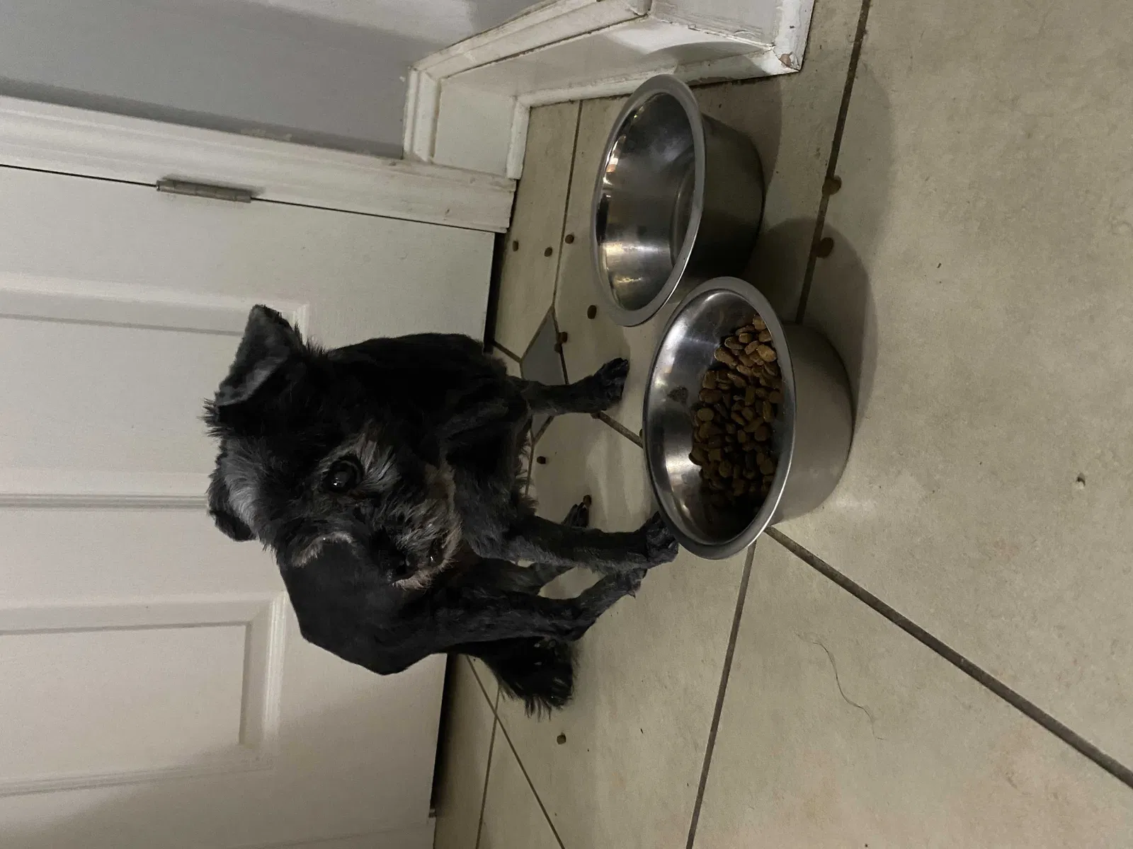 Lost dog in Harrisburg, NC, 28075
