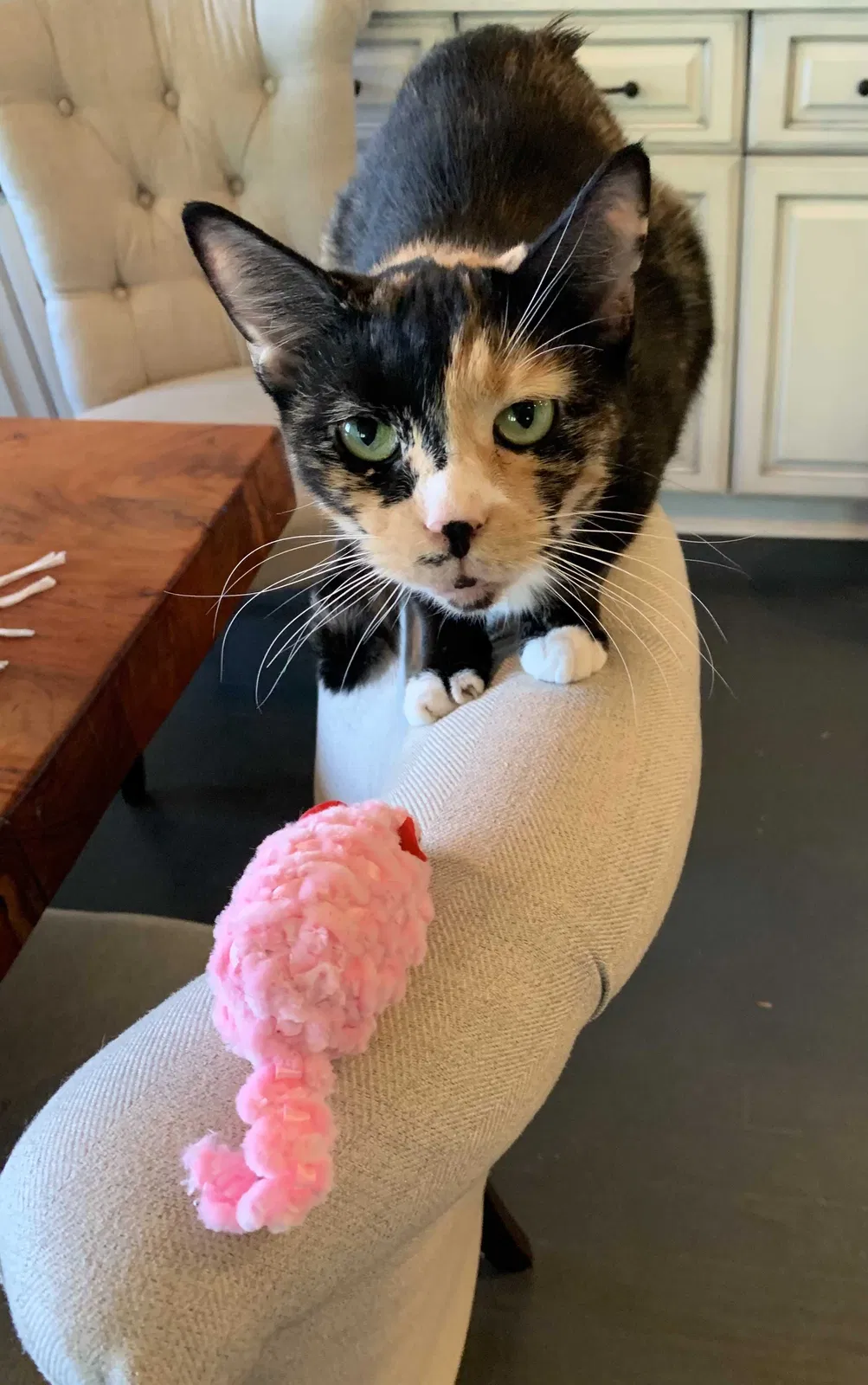 Lost cat in Dripping Springs, TX, 78620