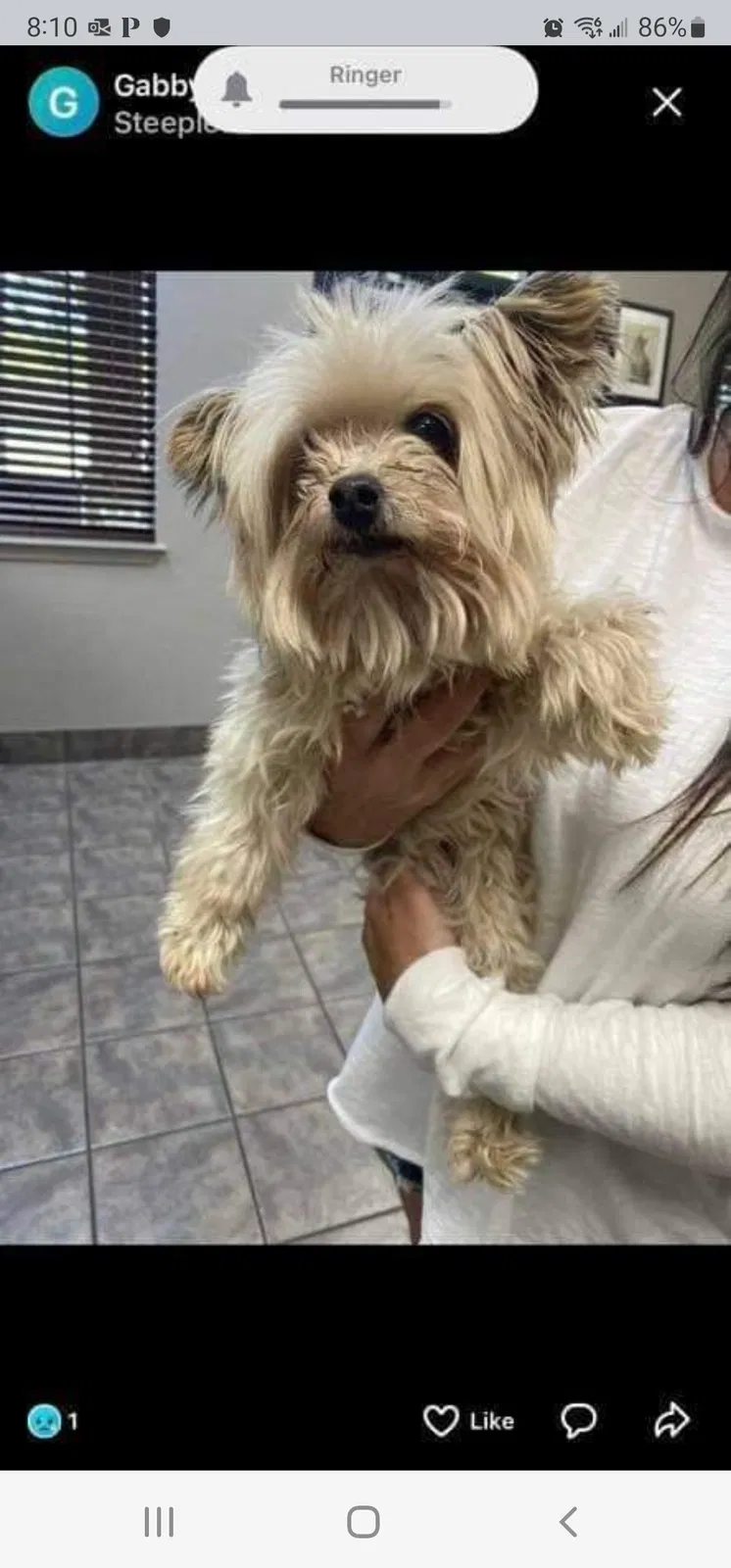 Lost dog in The Colony, TX, 75056