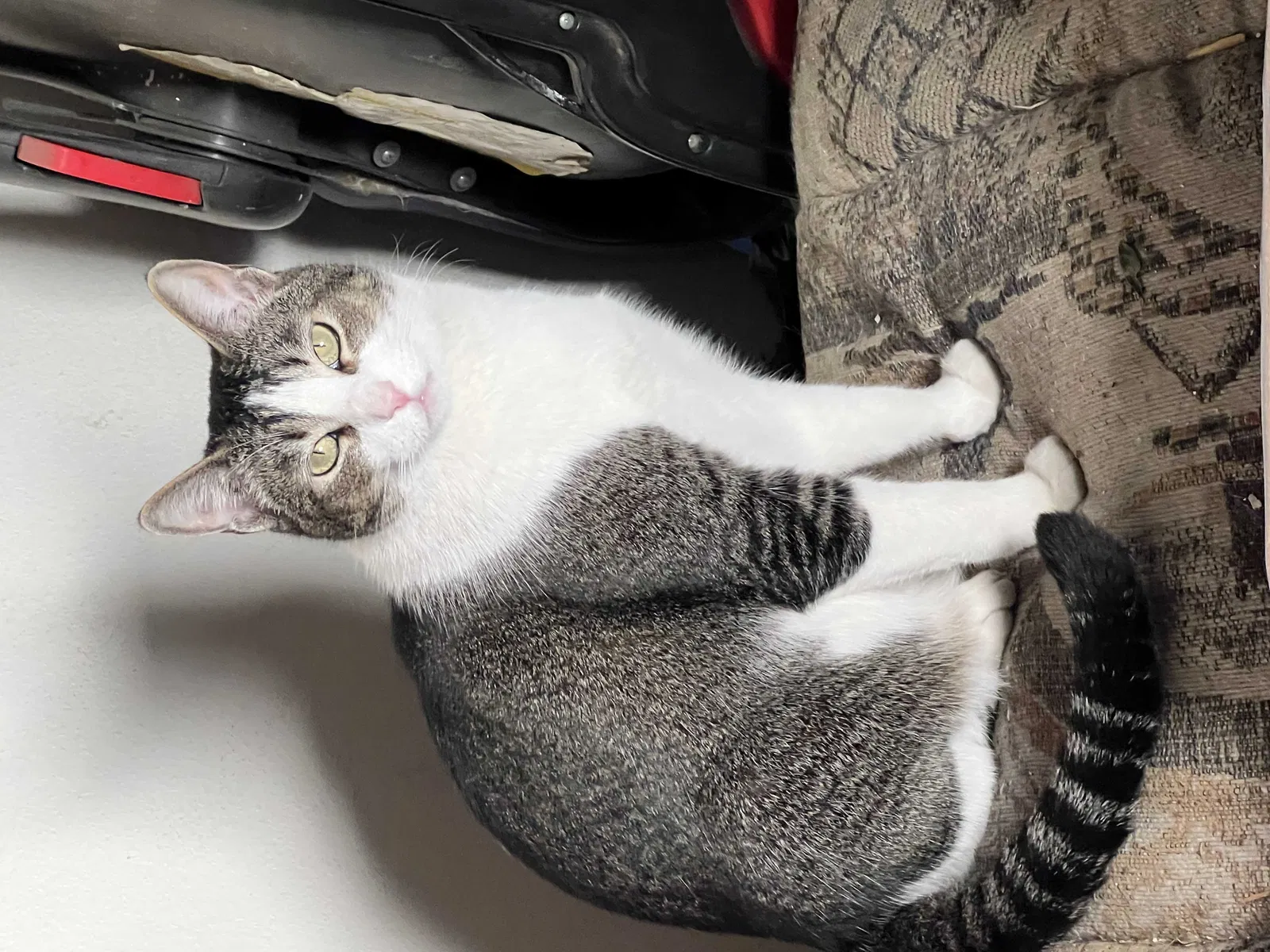 Lost cat in Gardena, CA, 90247