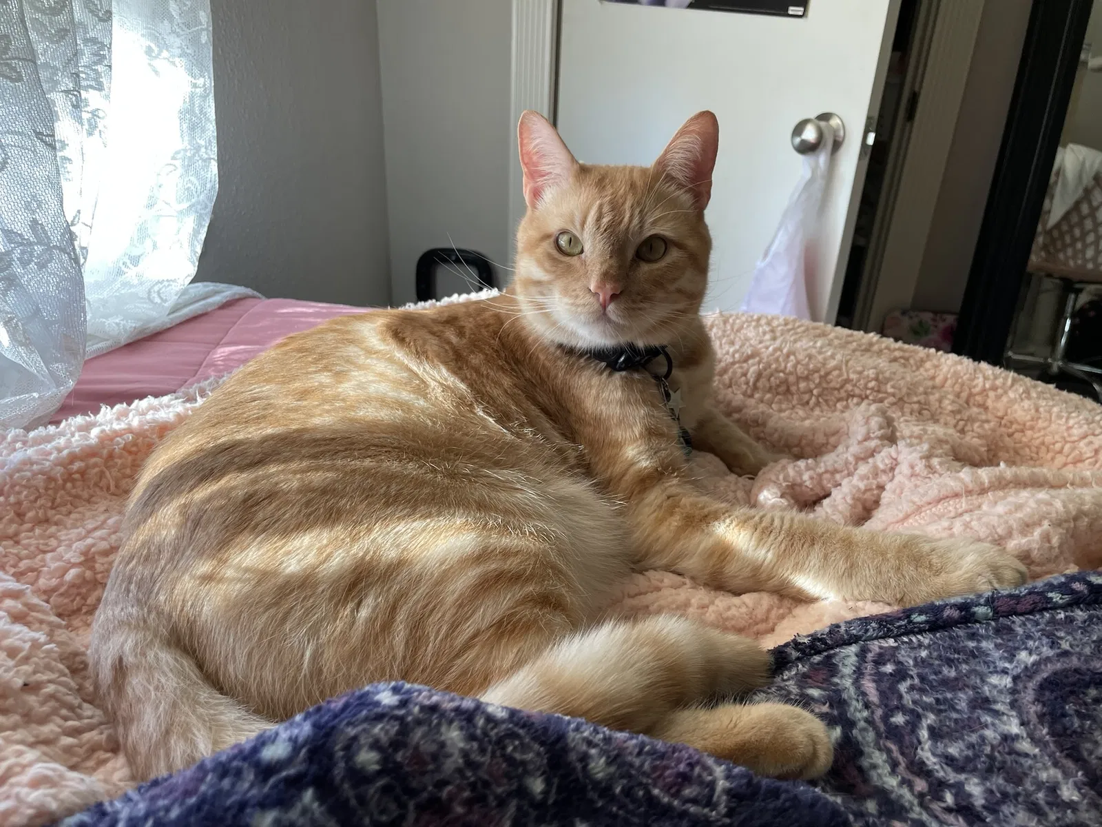 Lost cat in Citrus Heights, CA, 95610