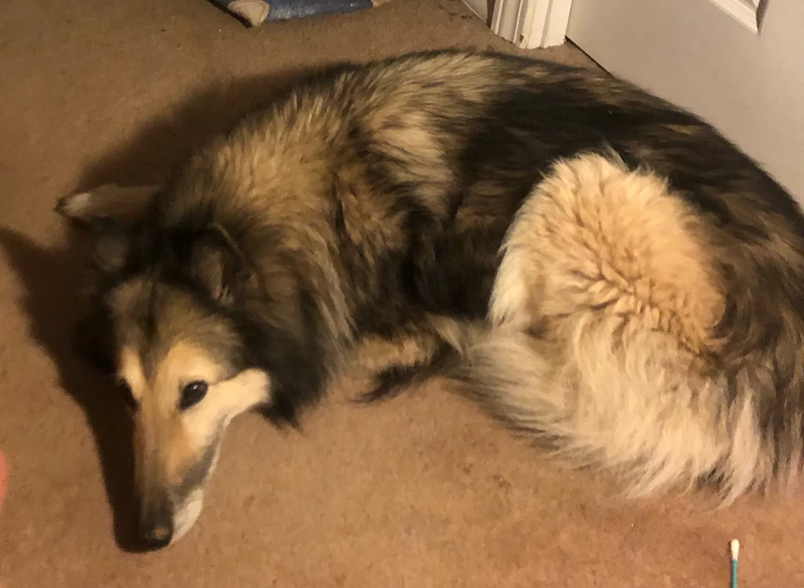 Lost dog in Tucson, AZ, 85719