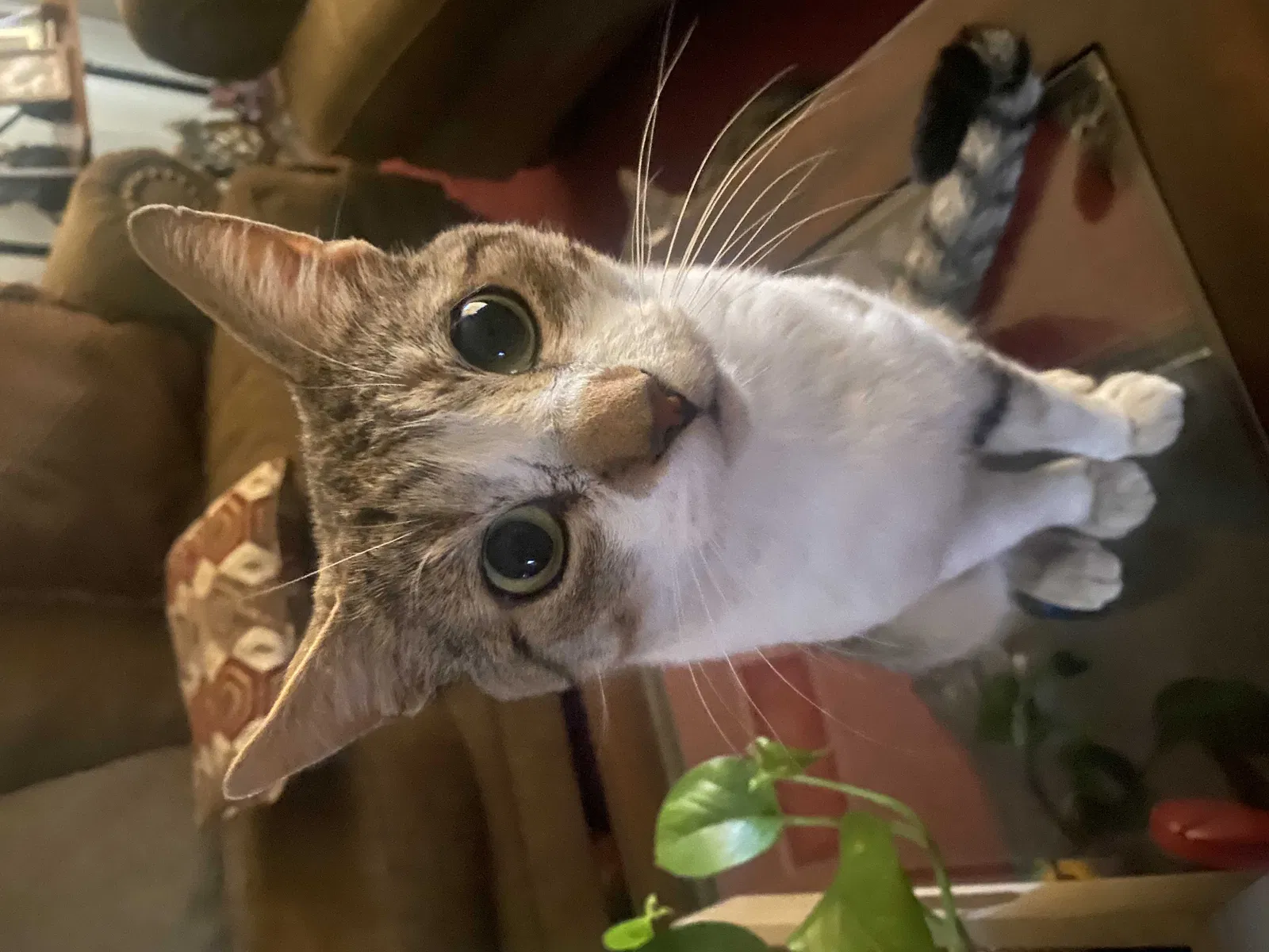 Lost cat in Colton, CA, 92324