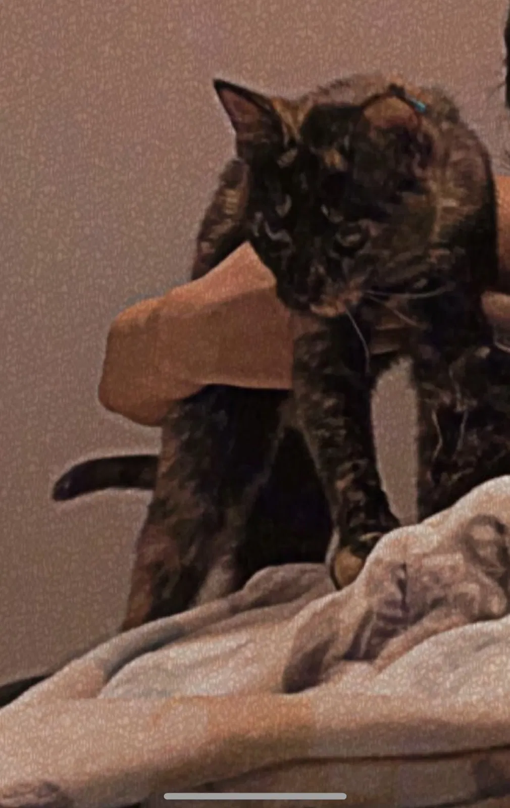 Lost cat in Cheyenne, WY, 82001