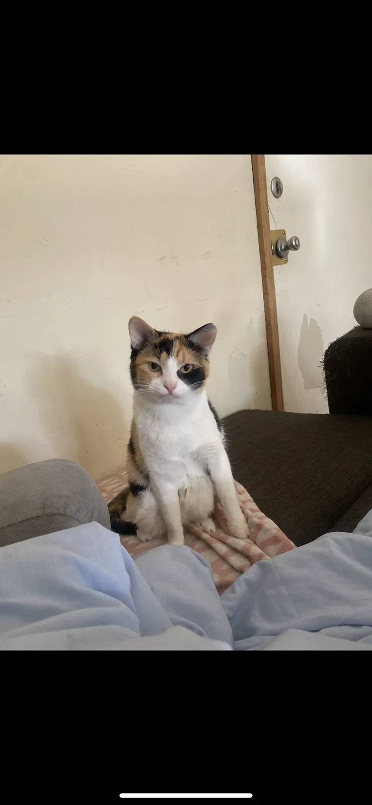Lost cat in Los Angeles, CA, 90004