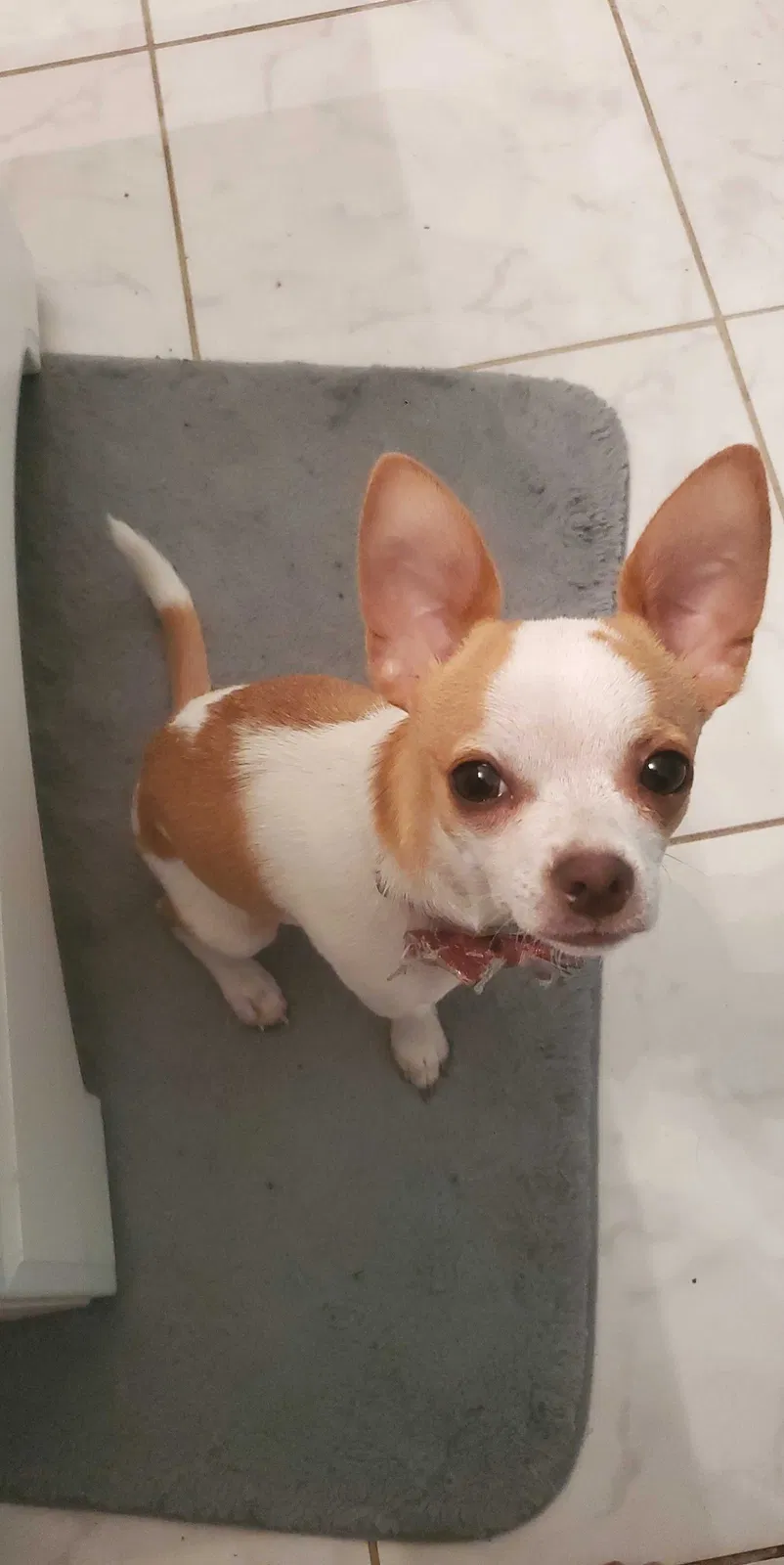 Lost dog in Jacksonville, FL, 32211