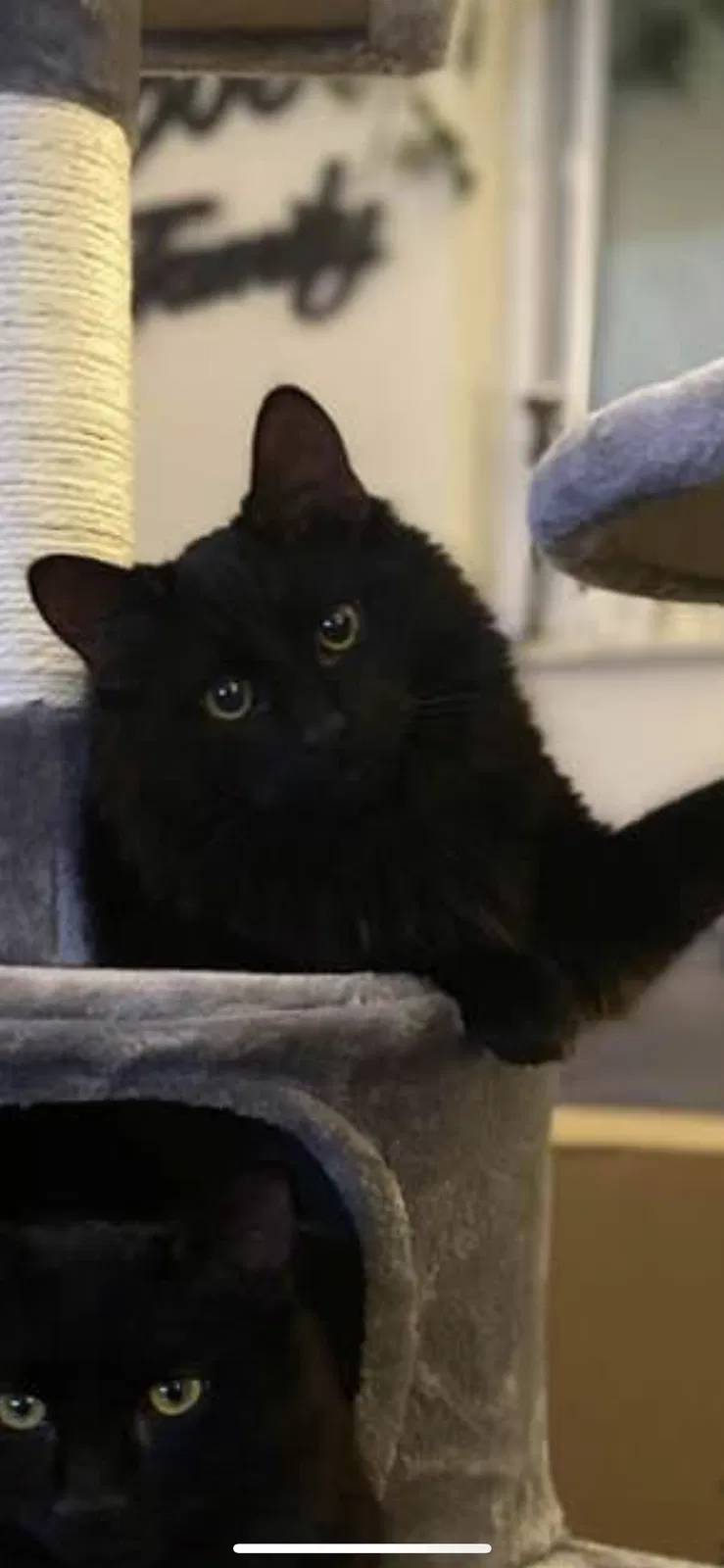 Lost cat in Cincinnati, OH, 45231