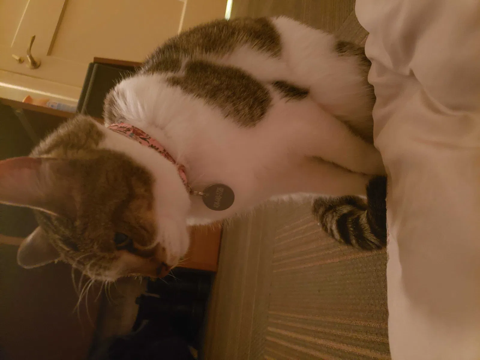 Lost cat in Lawrenceville, GA, 30043